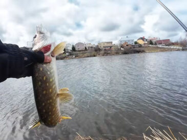 «Надубасил» щук в дождь: раскрыта тактика, которая «взорвала» водоемы в апреле 2026 (Видео)