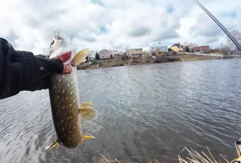 Весенний жор начался! Как ловить щуку в апреле: тактика, которая сработала
