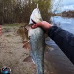Весенний фидер на Днепре: почему лещ игнорирует прибрежную зону
