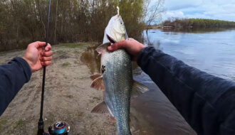 Как ловить жереха в черте города: тактика, места и выбор приманок в апреле