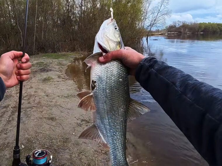 Как ловить жереха в черте города: тактика, места и выбор приманок в апреле
