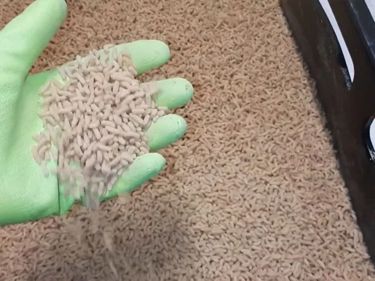 Как сохранить опарыша живым - советы экспертов