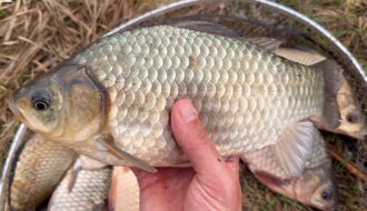 Ловля карася на фидер в апреле: тонкая оснастка и деликатная кормушка на берегу водоема