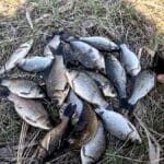 Знаете ли вы, какие ошибки при ловле карася приводят к мелкому улову?