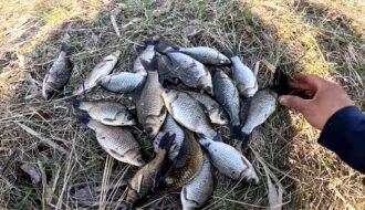 Карась і плотва перестануть ігнорувати точку - допоможе сухе молоко