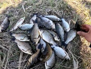 Карась і плотва перестануть ігнорувати точку - допоможе сухе молоко