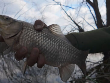 Весь карась в корчах: на разливах Ирпеня начался клев перед дождем