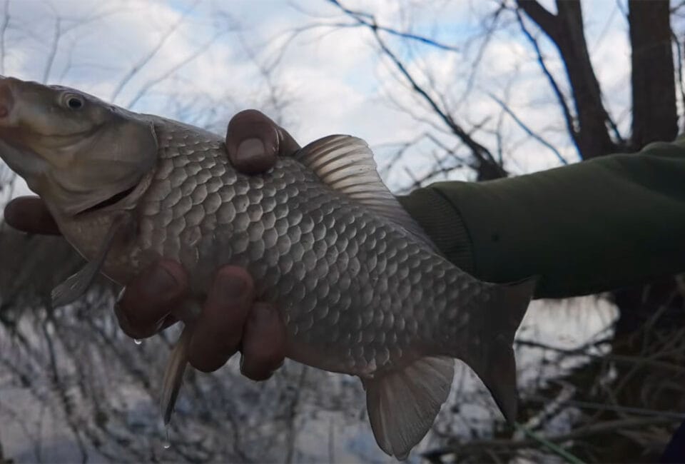 Карась в апреле на разливах Ирпеня