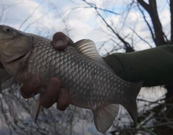 Карась у квітні на розливах Ірпеня