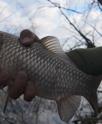 Карась у квітні на розливах Ірпеня