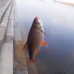 Нерестовый запрет 2026: где можно ловить без штрафов и сколько крючков разрешено на Днепре