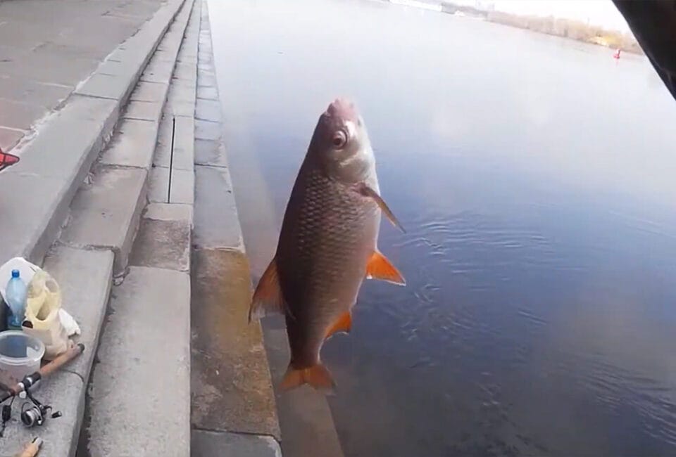 Плотва на Киевской набережной 5 апреля 2026 года, ловля на короткой дистанции при паводке.