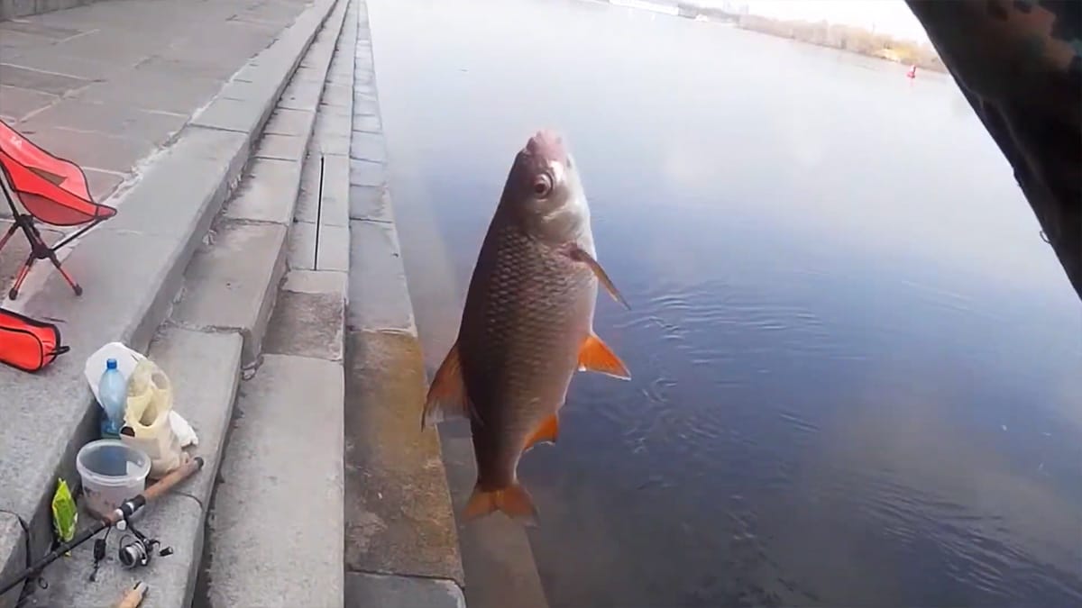 Де клює плітка в Києві