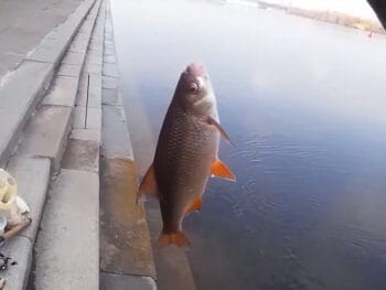 Плітка на Київській набережній 5 квітня 2026 року, ловля на короткій дистанції під час повені