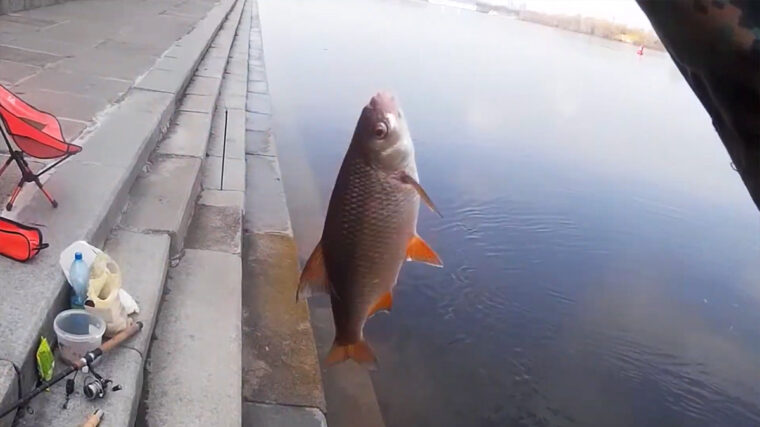 Плітка на Київській набережній 5 квітня 2026 року, ловля на короткій дистанції під час повені