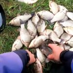 Ловля жереха на Десне: тактика скрытного поиска и работа нестандартных приманок