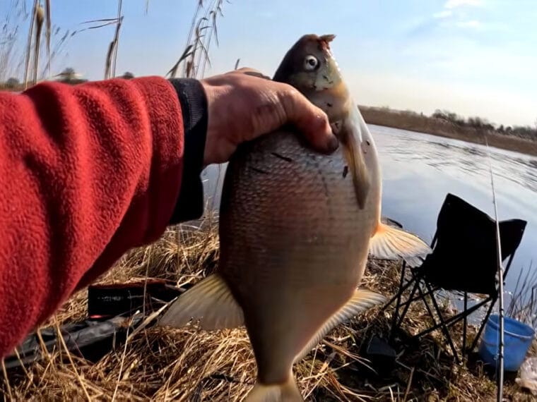 Когда ловить леща по лунному календарю в мае 2026 - лучшие даты для стабильного клева