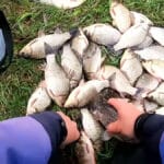 Як ідеально зберегти опариша: експерти поділилися простим способом, щоб наживка залишалася живою та активною