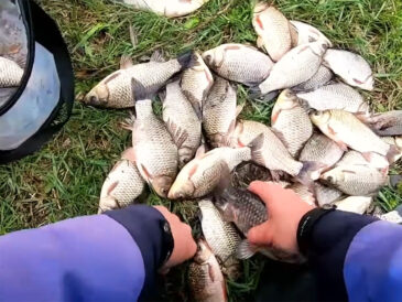 Коли ловити карася за місячним календарем у травні 2026: лише п’ять вдалих днів для риболовлі