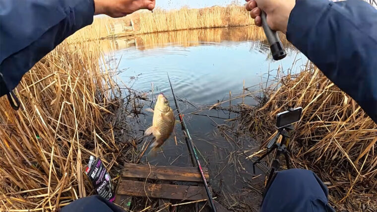 Ловля карася на Днепре 2026: на что клюет и где искать