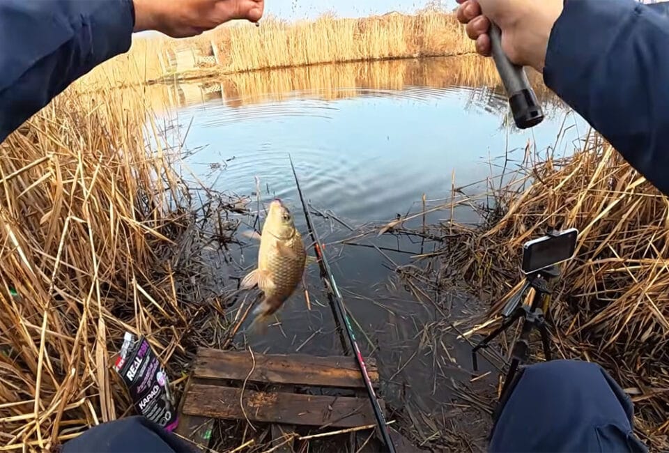 Ловля карася на Днепре 2026: на что клюет и где искать