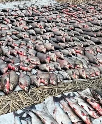 Мільйонні збитки та пів тонни риби: на Кременчуцькому водосховищі викрили велику мережу браконьєрів