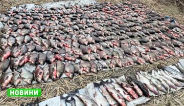 Мільйонні збитки та пів тонни риби: на Кременчуцькому водосховищі викрили велику мережу браконьєрів