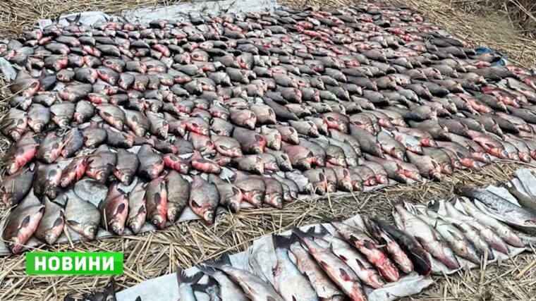 Мільйонні збитки та пів тонни риби: на Кременчуцькому водосховищі викрили велику мережу браконьєрів