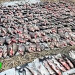 Знаете ли вы, какие ошибки при ловле карася приводят к мелкому улову?