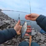 Комбінована насадка з червоного черв'я і рожевого вимені для ловлі плітки на Дніпрі, квітень 2026