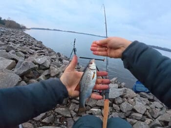 Комбінована насадка з червоного черв'я і рожевого вимені для ловлі плітки на Дніпрі, квітень 2026