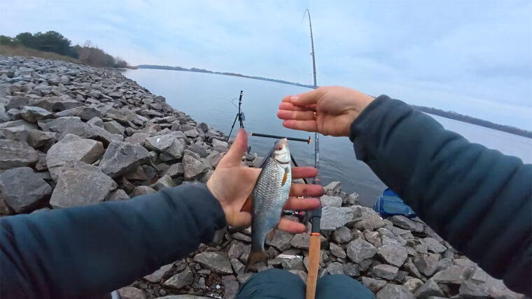 Комбінована насадка з червоного черв'я і рожевого вимені для ловлі плітки на Дніпрі, квітень 2026