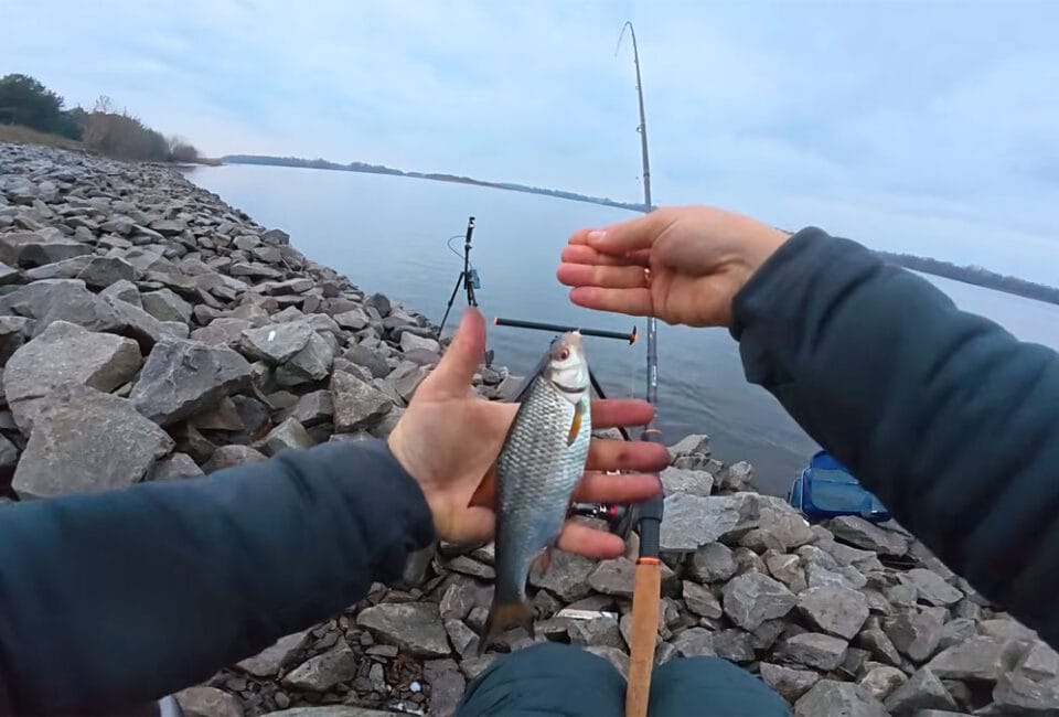 Комбинированная насадка из красного червя и розового вымени для ловли плотвы на Днепре, апрель 2026