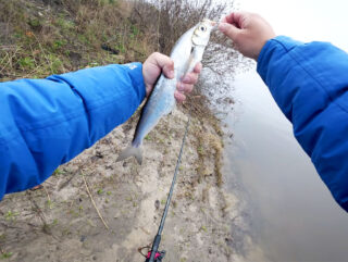 Нерестова заборона на Десні 2026: дати, правила та дозволені снасті