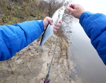 Нерестова заборона на Десні 2026: дати, правила та дозволені снасті