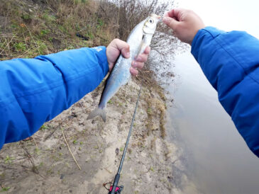 Нерестова заборона на Десні з 10 квітня 2026 року: що важливо знати рибалкам Київської та Чернігівської областей