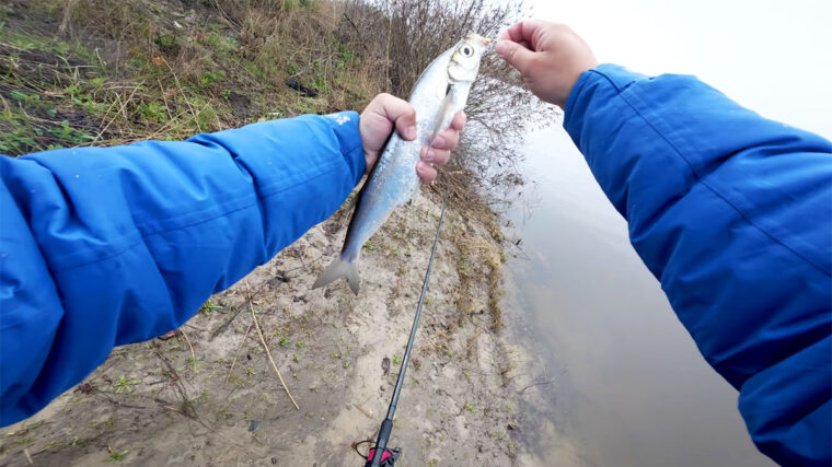 Нерестова заборона на Десні 2026: дати, правила та дозволені снасті