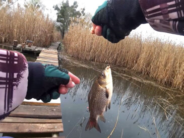 Нерестовый запрет 2026: где можно ловить без штрафов и сколько крючков разрешено на Днепре