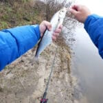 Чехонь на Десне: почему классический опарыш больше не работает?