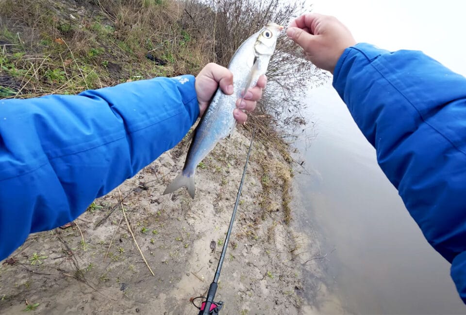 Нерестовый запрет на Десне 2026: даты, правила и разрешенные снасти