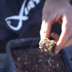 Опариш швидко гине у спеку? 2 способи зберегти живучість без холодильника