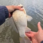 Миллионные убытки и полтонны рыбы: на Кременчугском водохранилище накрыли крупную сеть браконьеров