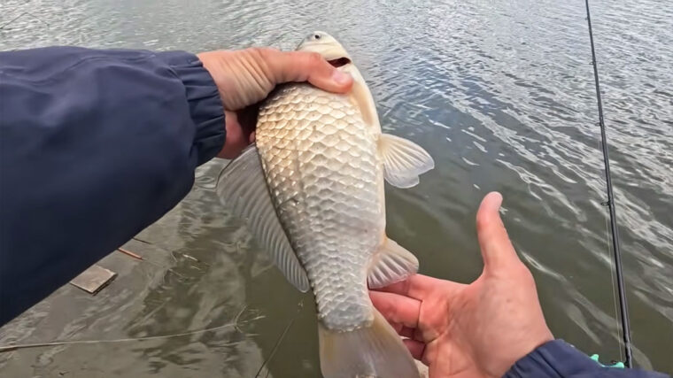 Знаете ли вы, какие ошибки при ловле карася приводят к мелкому улову?