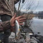 Судак ігнорує силікон: чому поролон – єдина робоча приманка в мутній воді Дніпра