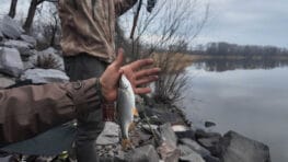 Підсумки весняної риболовлі на плітку в Києві, затоки Оболоні проти набережної 6 квітня