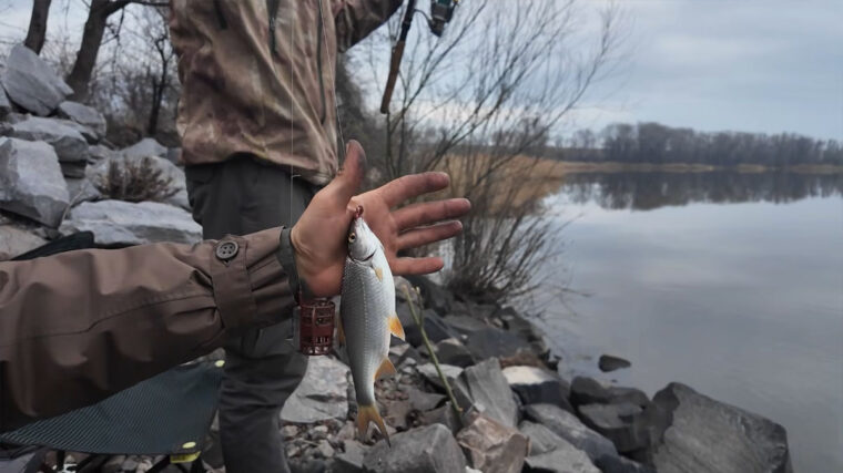 Підсумки весняної риболовлі на плітку в Києві, затоки Оболоні проти набережної 6 квітня