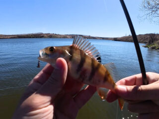 Південний Буг у квітні: окунь різко змінив клювання