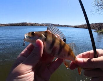 Південний Буг у квітні: окунь різко змінив клювання