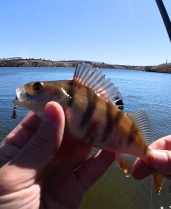 Південний Буг у квітні: окунь різко змінив клювання