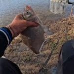 О дорогих ароматизаторах можно забыть: сухое молоко может спасти слабый клев карася